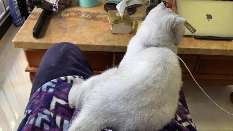 疫情之下在家办公爆笑职场人窘态百出