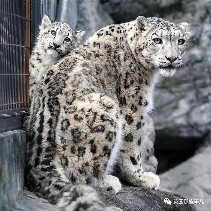 摄影师记录下雪豹母女有爱日常毛茸茸大尾巴也太好吸了