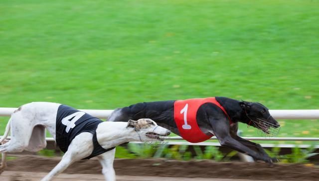 但是一旦到了室外,灵缇犬就非常兴奋活跃,仿佛脱缰野狗一般,速度快到