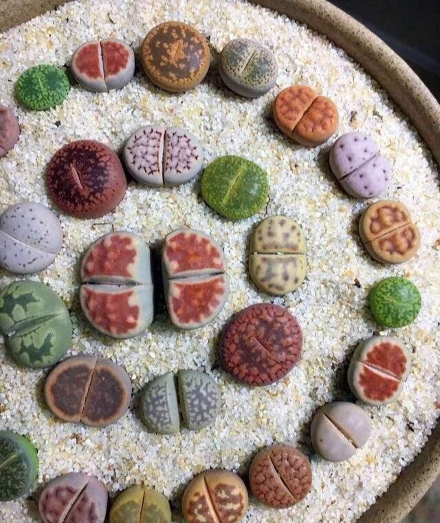 养生石花最好的方法就是让它在全日照的环境下养护
