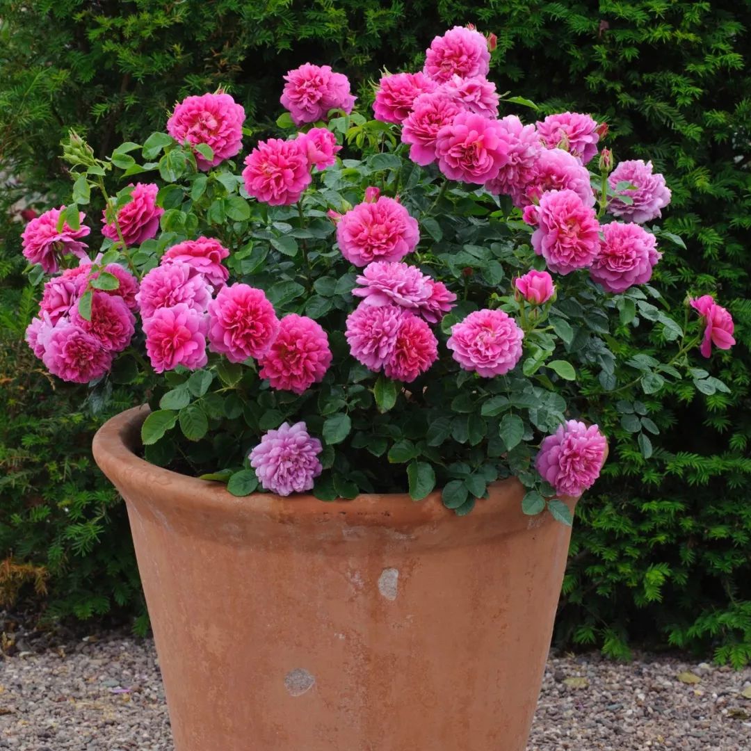 公主?王妃?盘点月季界的王室美人们_安妮