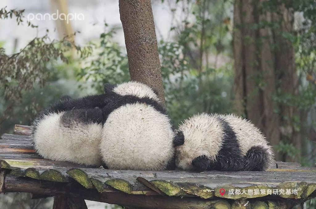 让大家久等了国宝挖煤教学网课正式上线