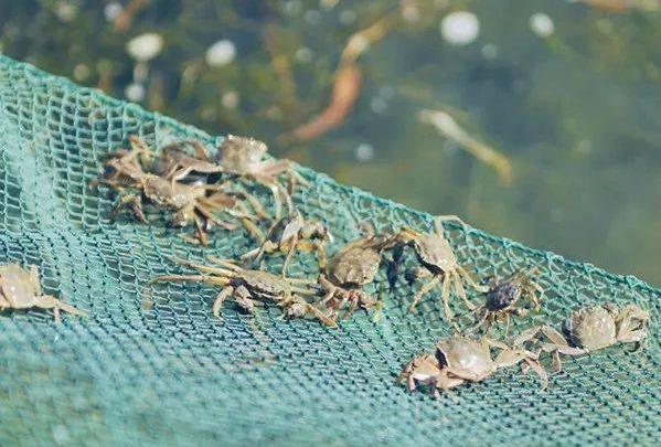 你知道正确放养密度吗?_养殖户