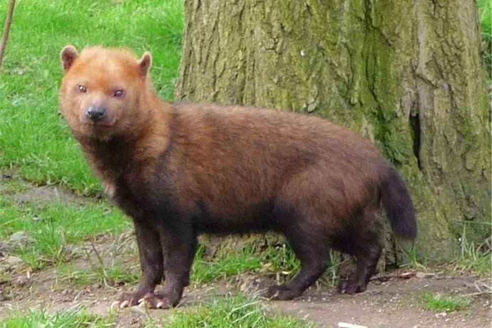 原创精选 南美生活着一水狗,脚上长蹼,重不过8千克