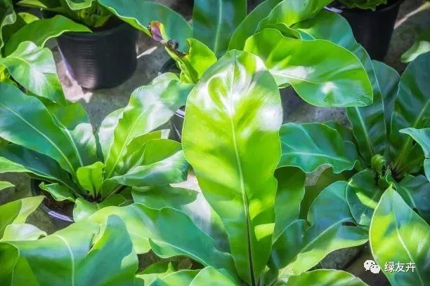 鳥巢蕨怎麼養?鳥巢蕨的養殖方法和注意事項