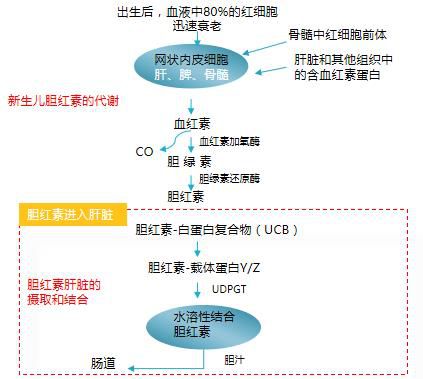 胆红素的代谢途径图片