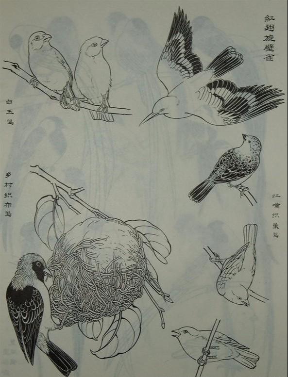 工笔画素材白描图谱之百鸟图干货