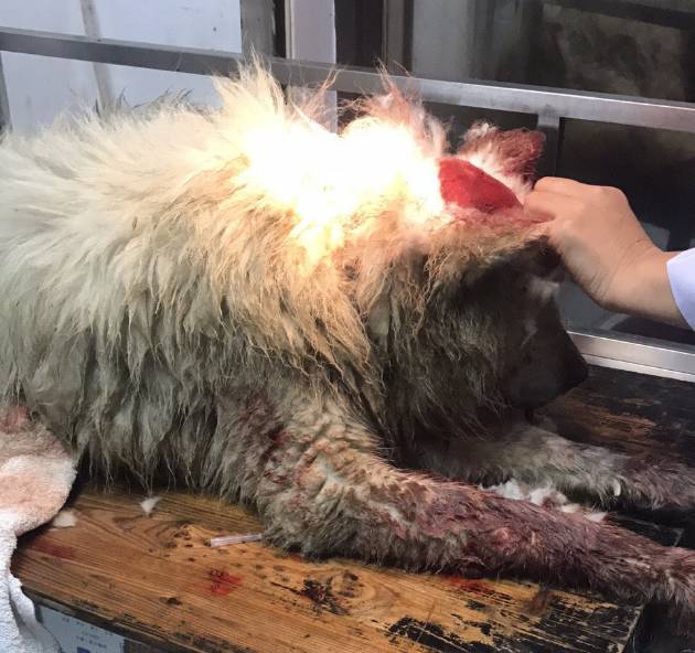 惨嚎打破街头的平静,萨摩耶倒在血泊之中