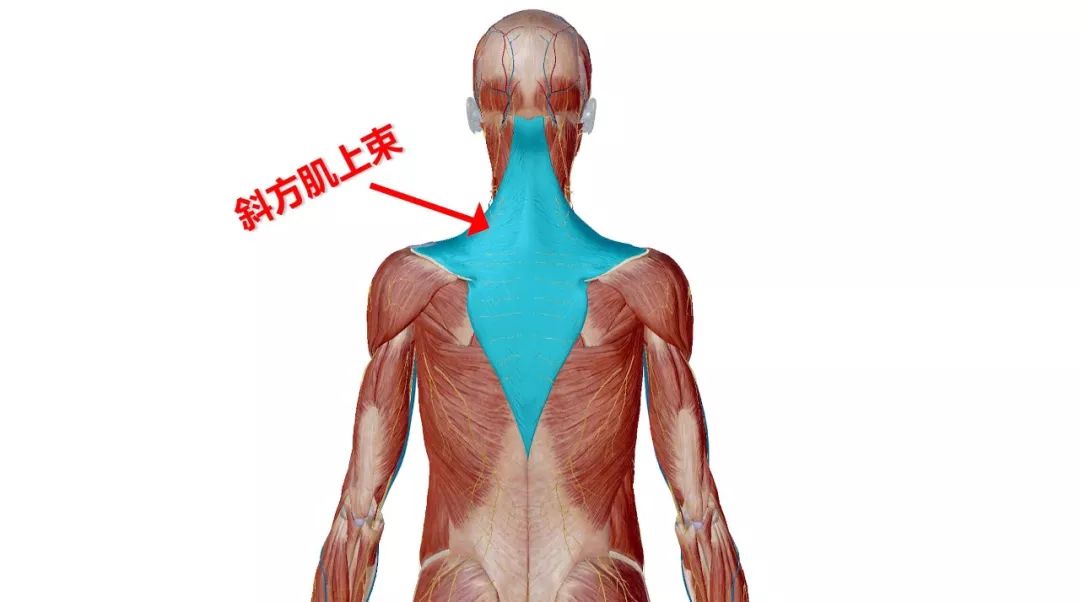 斜方肌上束训练组数:3-4组,每组12-15次,可根据自身情况适当调整详细