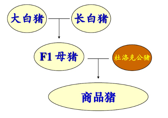 杜长大三元猪一定适合国内猪场吗看专家怎么说