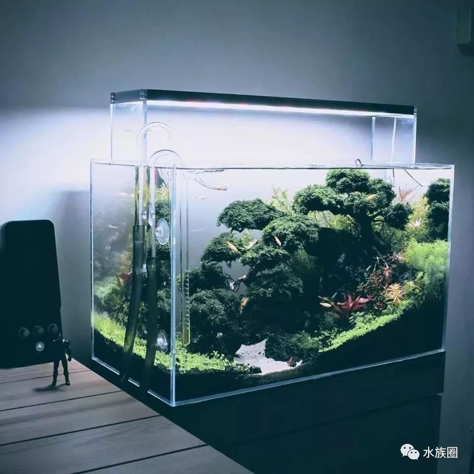 草缸 草缸适合养什么鱼