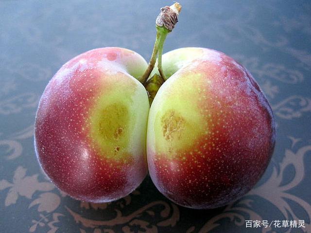 罕见的双胞胎果实