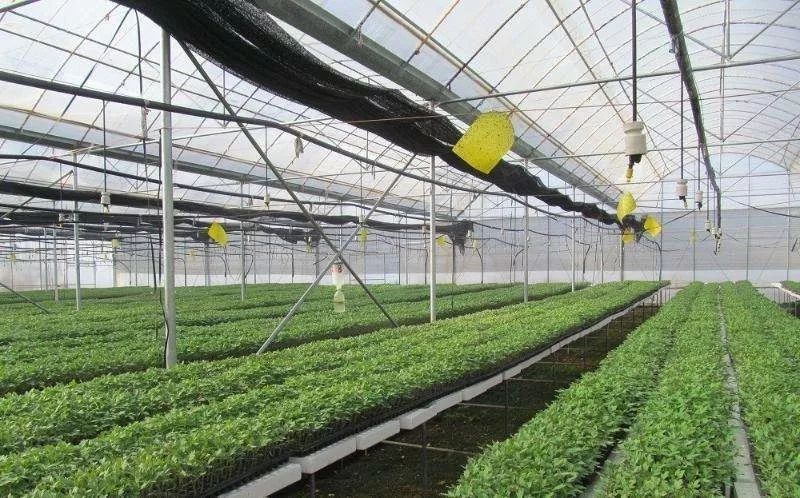 阻抗疫情蔬菜苗场10防护刻不容缓