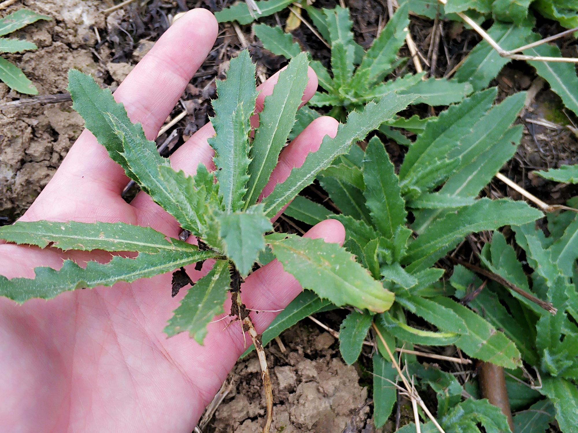 原创农村一种满身是刺的野草见到别错过城里15元一斤成高钙菜