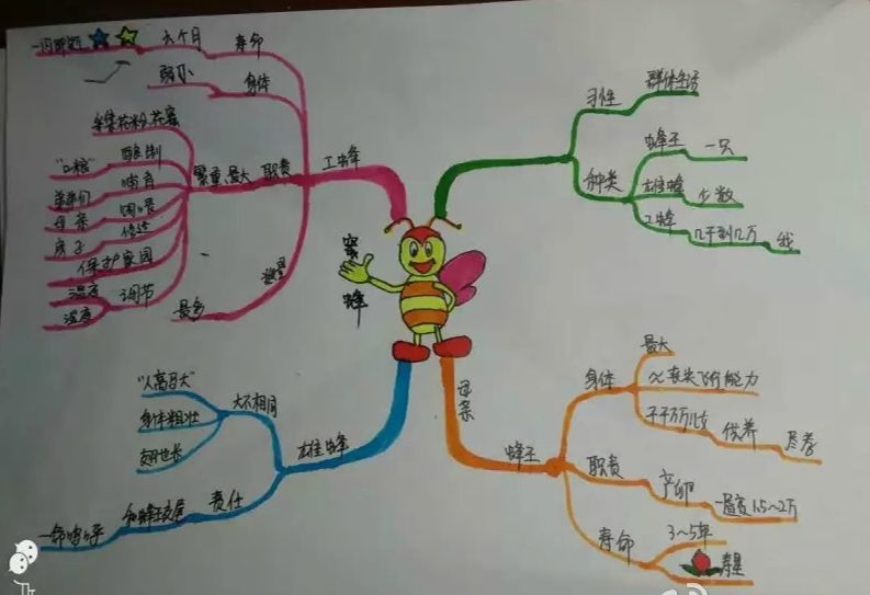 團思維導圖課學會更高效地背單詞寫作文記公式解方程學科學通通不再怕