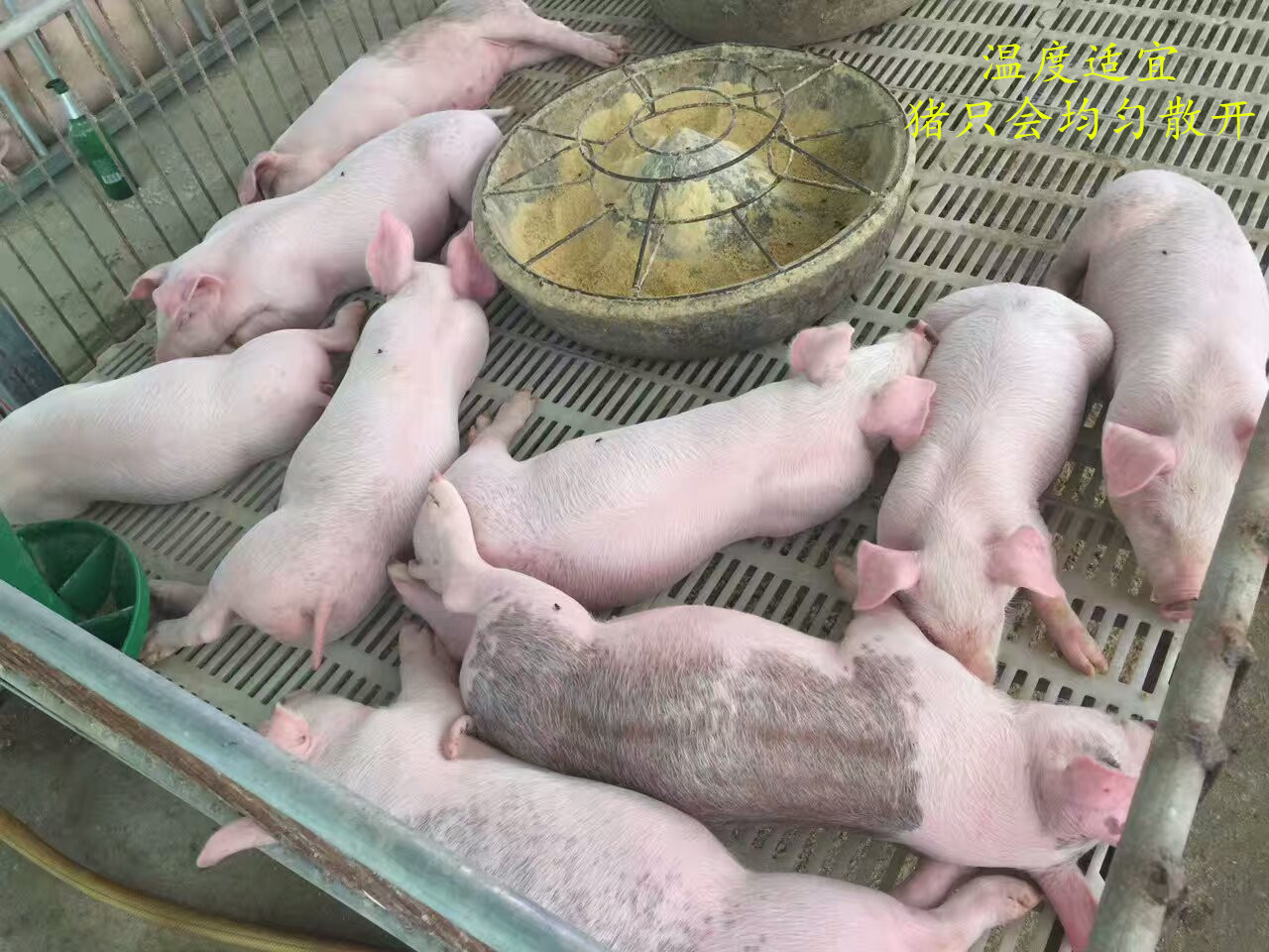 猪日本乙型脑炎综合防治措施二