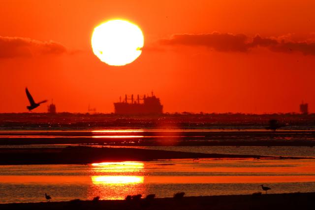 旭日东升,瑞鸟翔空_朝阳