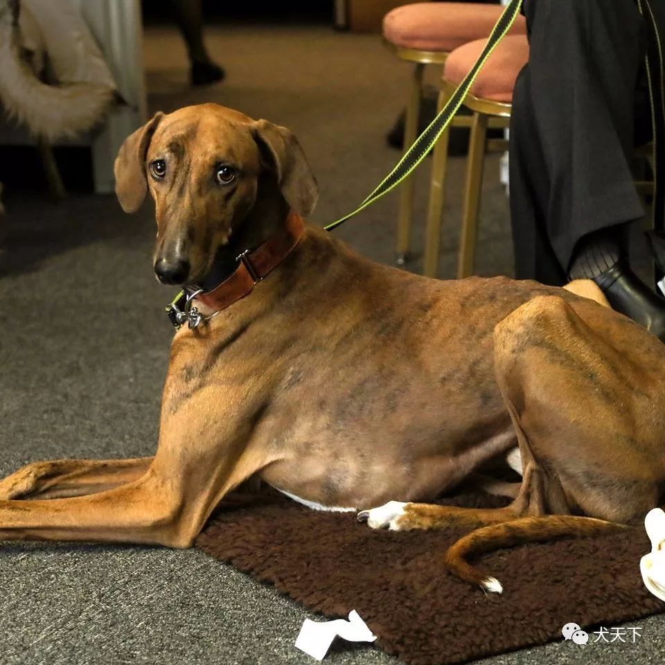 很高兴介绍今年在第144届西敏寺犬展上首次亮相的阿扎瓦克犬,今年有六