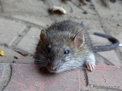 除了蝙蝠,这18种动物肉都是野生的,为了家人健康,一定要管住嘴_食用