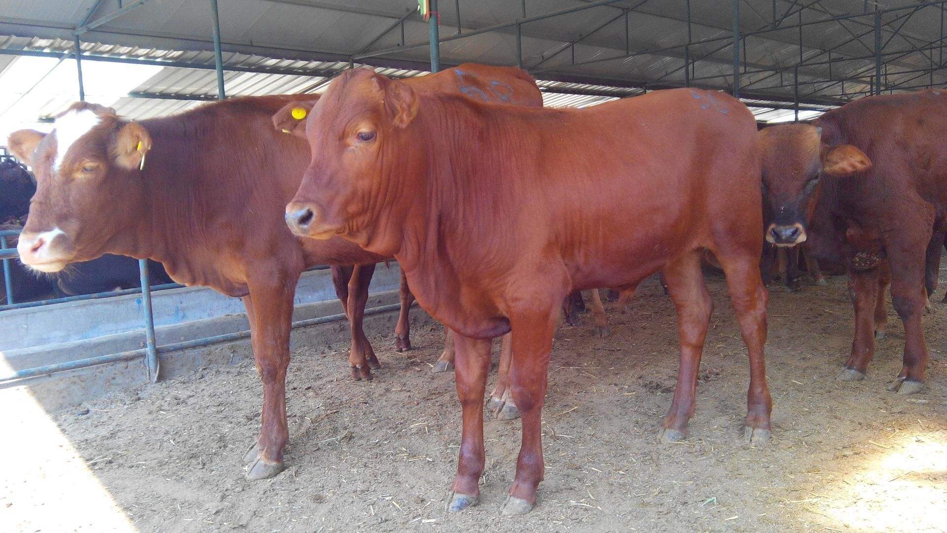 一頭牛吃多少飼料,一頭牛吃多少飼料