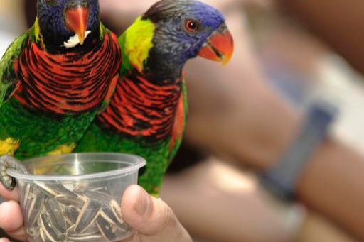 鹦鹉不停发出刺耳叫声养鸟新手可以尝试这样做简单有效