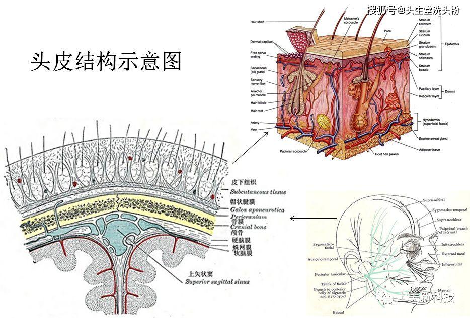 头皮的组织结构