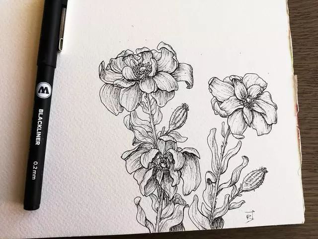 50种植物花卉素材线描练不好就画它