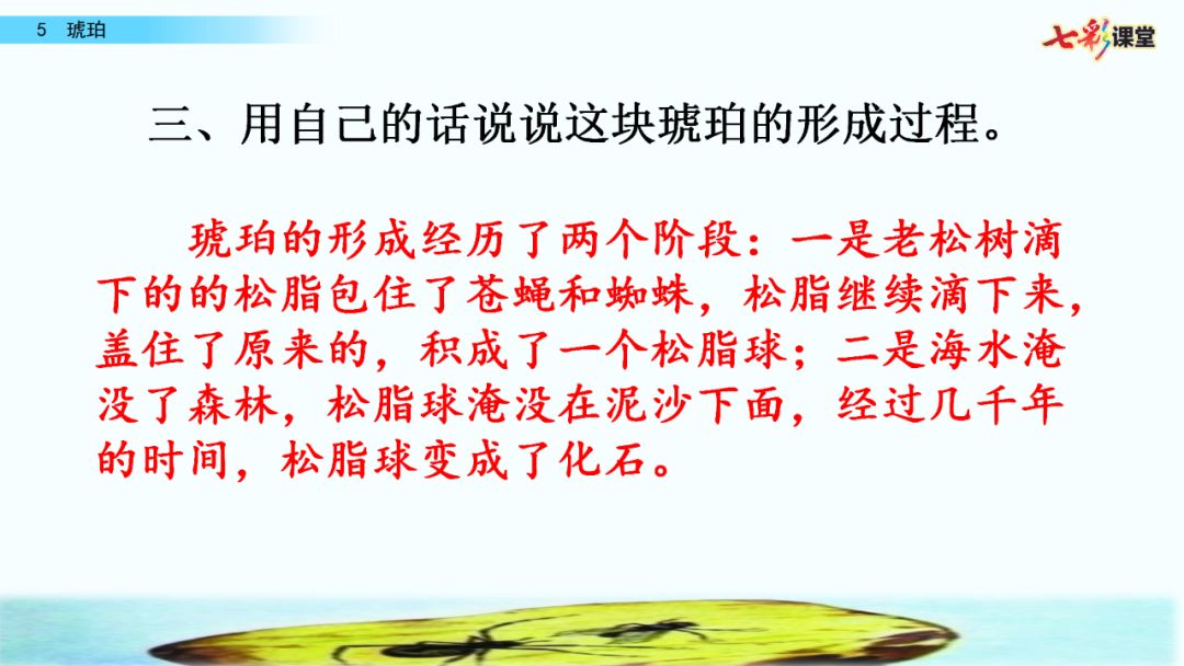 部编版四年级下册第5课《琥珀》图文讲解 知识点梳理_松脂