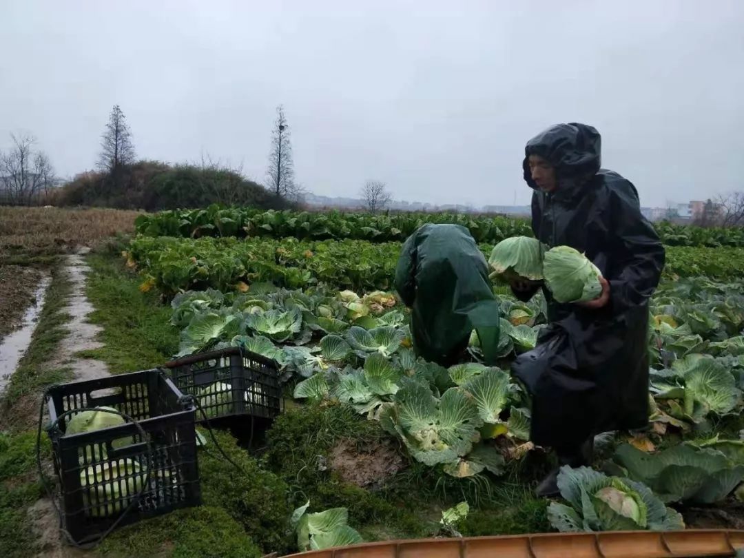 2月6日,寒风带雨,袁渡镇新华村贫困户袁海明不顾驻村工作队队长邹循华