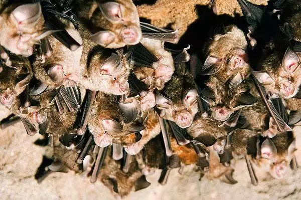 蝙蝠这么厉害为什么还会有人敢吃它们