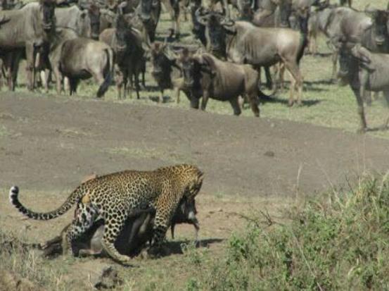 角马不自量力和花豹单挑而角马群全程围观的过程让人意外