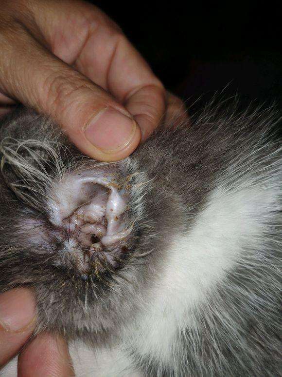 宠物耳螨怎么办?