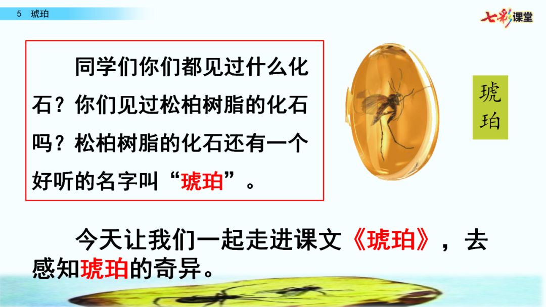 部編版四年級下冊第5課琥珀圖文講解知識點梳理