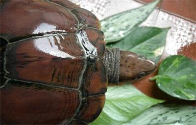 大线黄日石翠龟你知道是什么龟吗