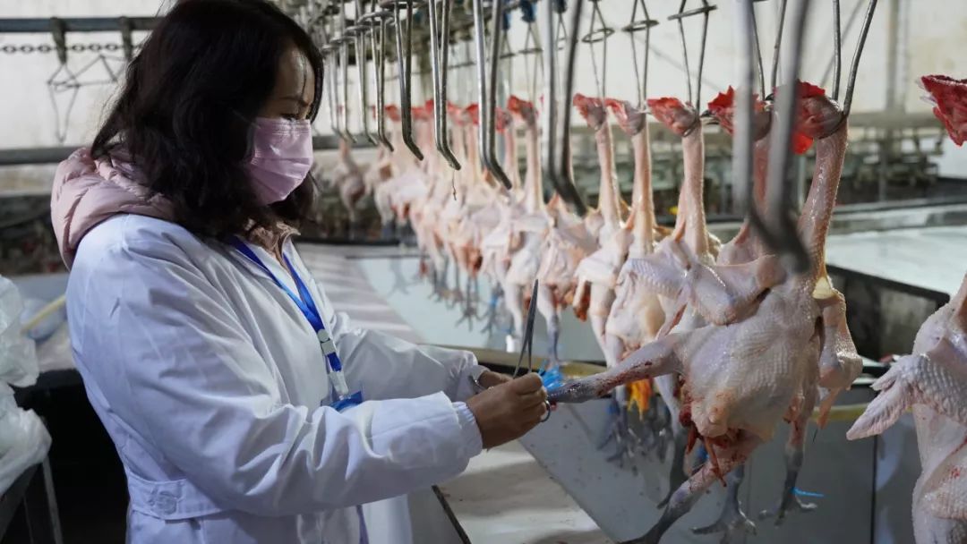 严格按照国家规程进行与屠宰同步的检疫,对检疫合格的每一只家禽产品