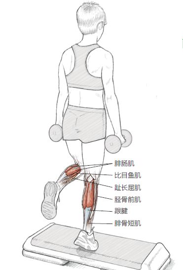 元素(肌肉拉伸)与此运动相互配合,能更为有效地对小腿及跟腱进行训练