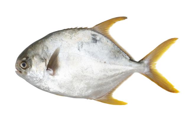 鲳鱼种类图片