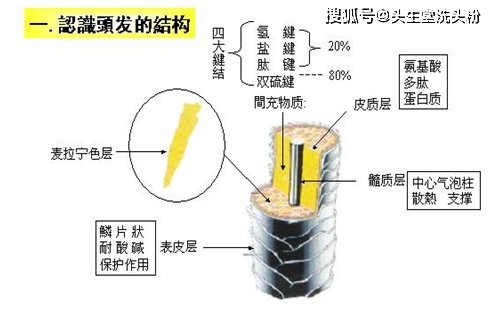 毛发犹如紫菜饭卷那样里外由三层组成