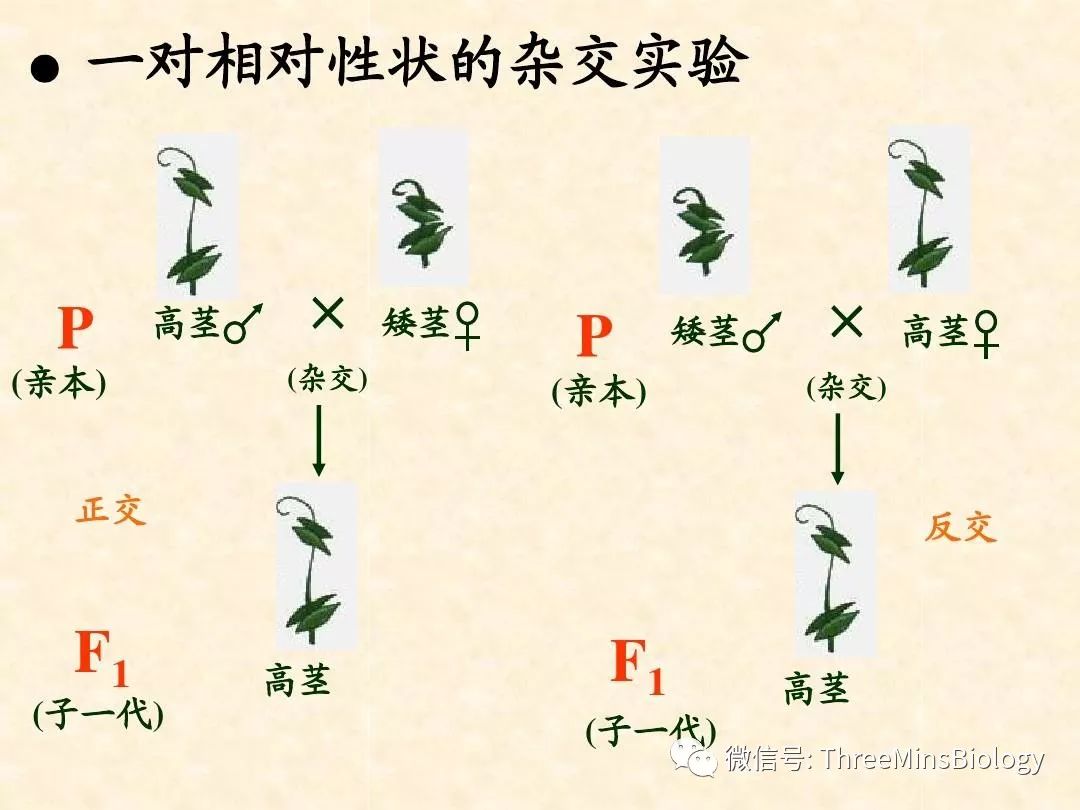 高中生物必修二知識點總結複習必備附電子版