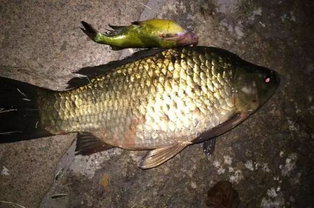 水库钓起"巨型"野生鲫鱼,网友:吃了可惜,建议做成标本