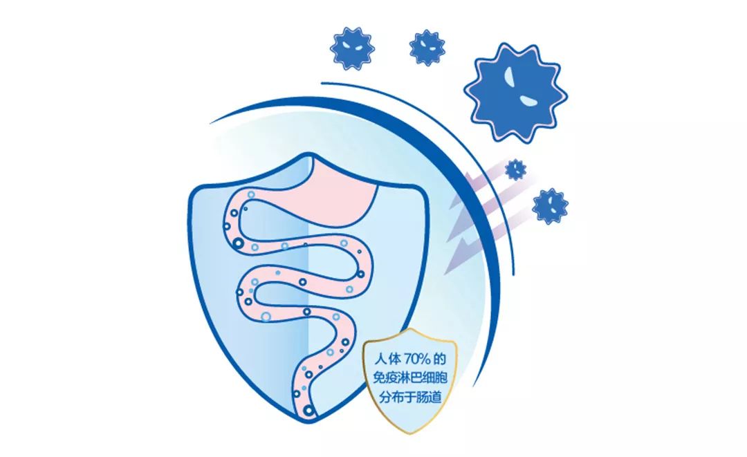 %的免疫細胞分佈於腸道腸道是人體最大的