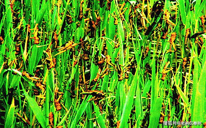 原创遭遇蝗灾李世民愤恨它们祸害百姓居然将蝗虫生吃了