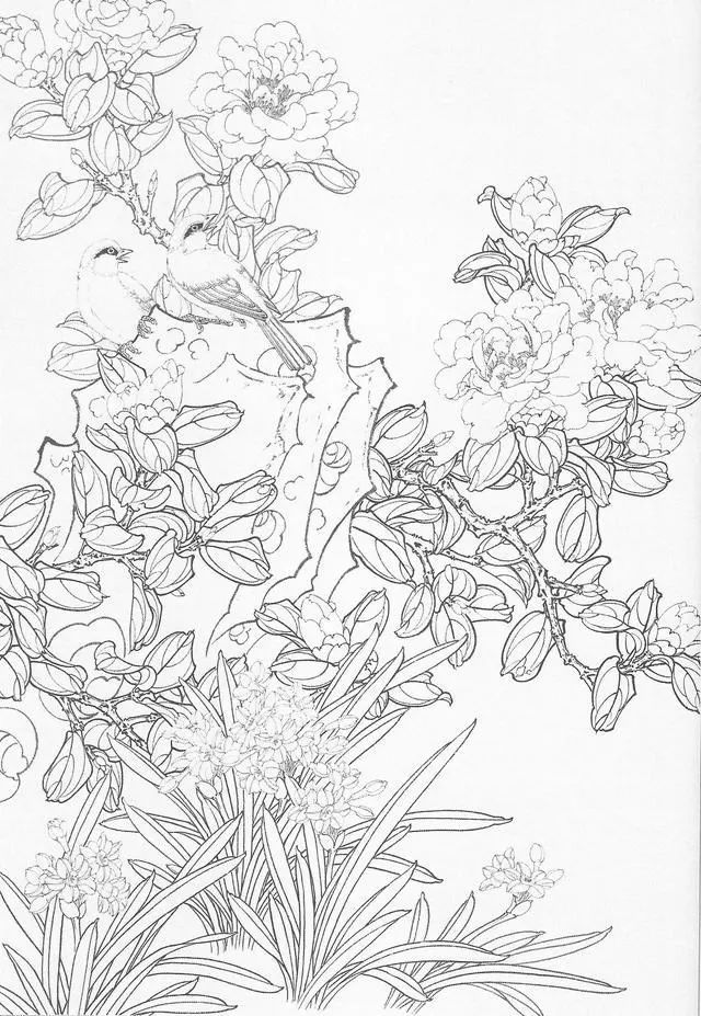 茶花线描画稿复瓣茶花花头图示单瓣茶花花头图示茶花花瓣图式作品欣赏