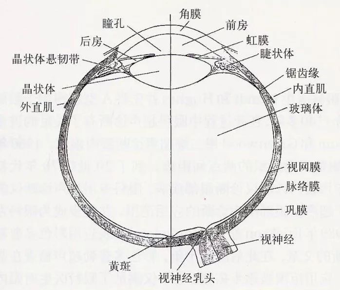 保持眼睛透亮:眼球的亮和白