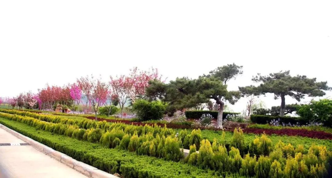 批发绿化苗木种植基地在哪里