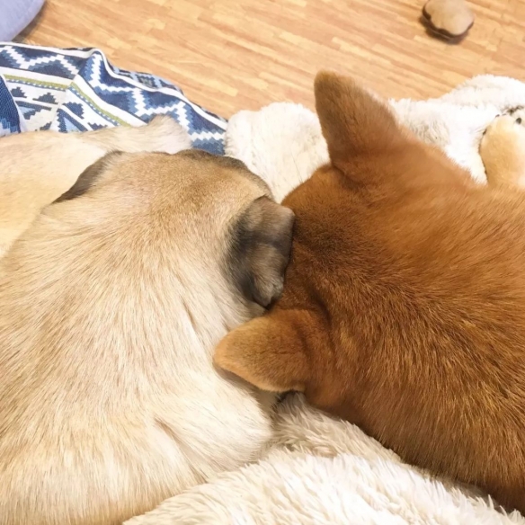 萌翻一片人!日本夫妇养的柴犬和巴哥相爱相杀的日常