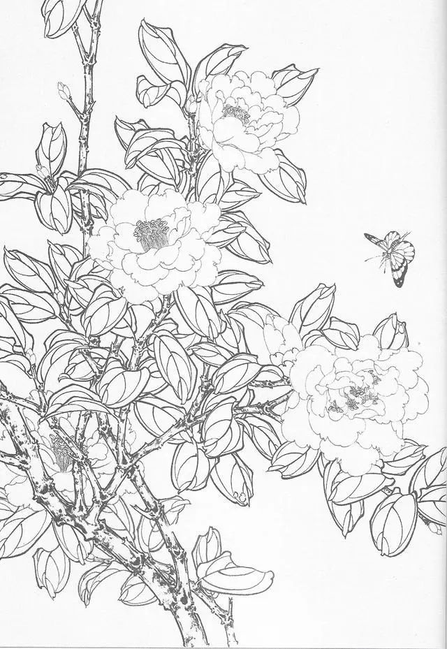 图文教程工笔画茶花画法及茶花白描画谱