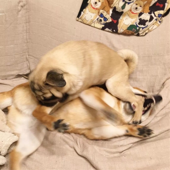 萌翻一片人!日本夫妇养的柴犬和巴哥相爱相杀的日常