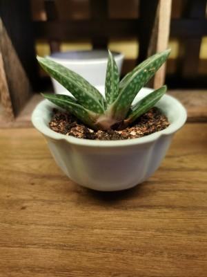 多肉盆景宝绿栽培与养护技术