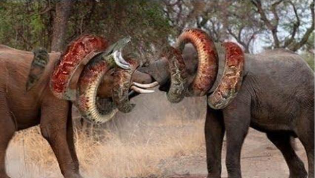 盘点精彩的野生动物袭击场景